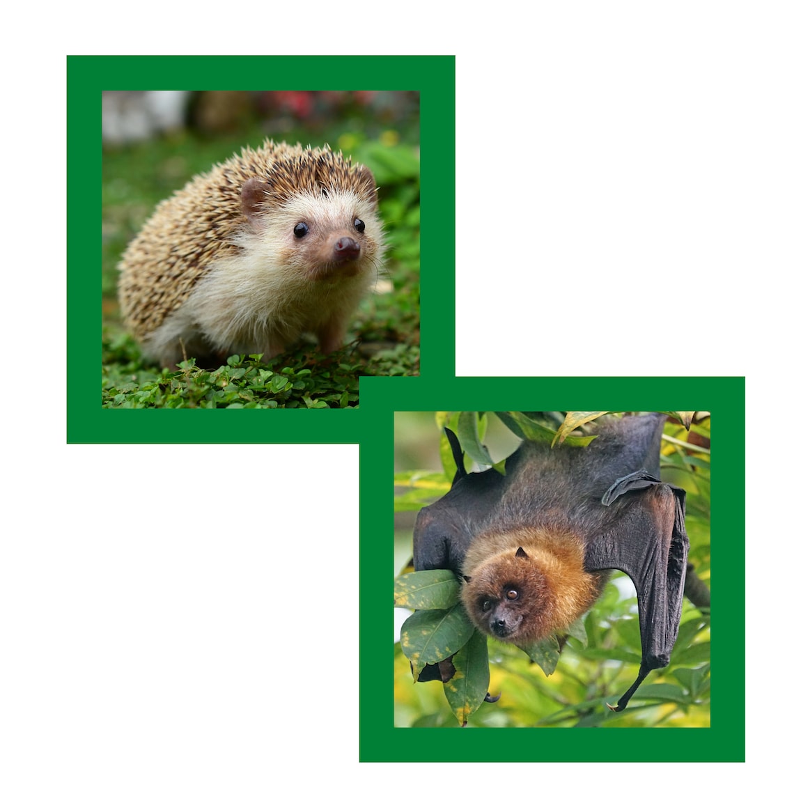 Montessori Flashcards NOCTURNAL ANIMALS Montessori Etsy