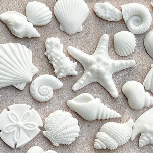 May include: A collection of white seashells and starfish, including a sand dollar, a conch shell, and a starfish with five points.