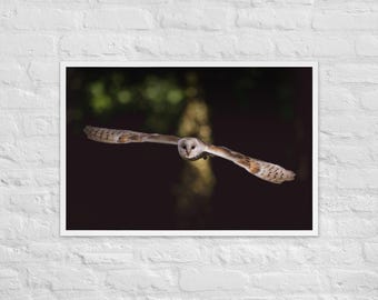 Barn Owl Wall Art – Majestic Owl in Flight Photo Print – Wildlife Nature Photography Decor