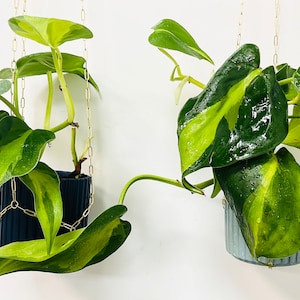 May include: Two hanging plants with variegated leaves in blue ceramic pots. The plants are hanging from gold chains.