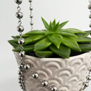 zebra succulents Zebra Cactus