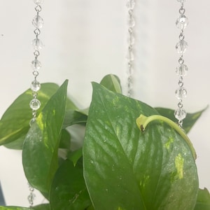 May include: A green potted plant with variegated leaves hanging from a crystal beaded chain.