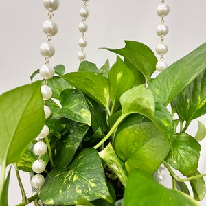 Op de afbeelding: Een hangende plantenbak met een weelderige groene plant en een decoratieve parelketting. De plant heeft grote, hartvormige bladeren met gele vlekken. De parelketting is gemaakt van grote, ronde, witte parels.