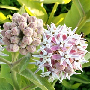 Showy Milkweed Seeds, US Native Wildflower for Pollinator Gardening