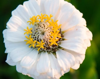 Oklahoma White Zinnia Seeds, Nectar Source for Pollinators