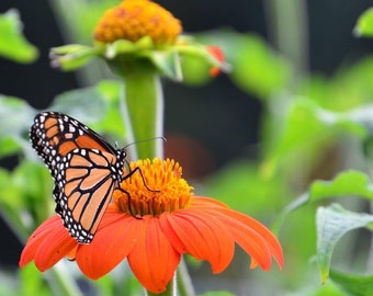 Orange Mexican Sunflower Seeds, Tithonia Seeds, Nectar Source for Pollinators