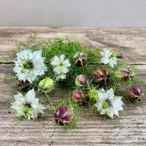 Nigella Cramer&#39;s Plum Seeds, Love In a Mist, 50 Open Pollinated Seeds