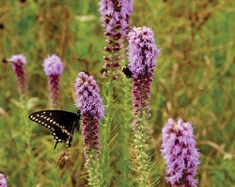 Prairie Blazing Star, Liatris, US Native Wildflower for Pollinator Gardening