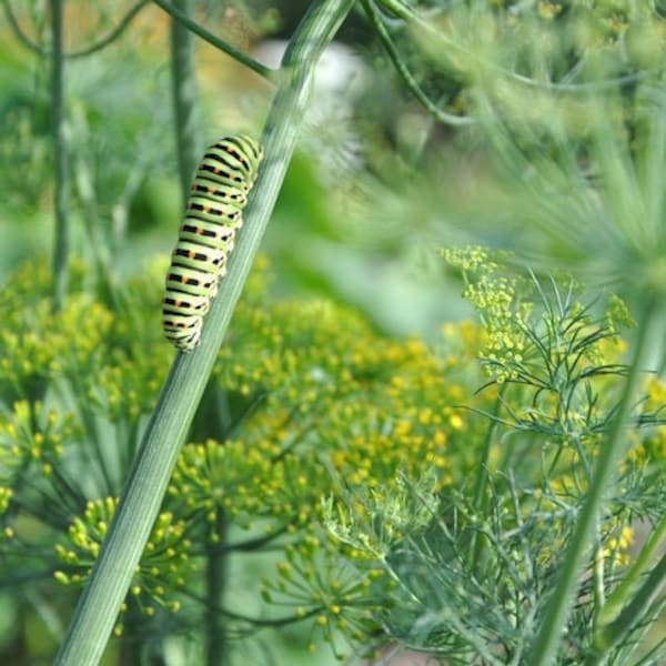 Bouquet Dill Seeds, Black Swallowtail Butterfly Host Plant, 100 Seeds