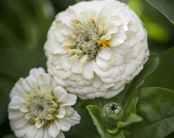 White Lilliput Zinnia Seeds, Nectar Source for Pollinators