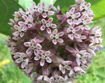 Common Milkweed Seeds, US Native Wildflower for Butterfly Gardening