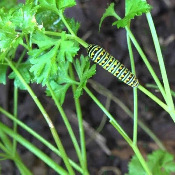 Parsley Plain Single Leaf Seeds, Black Swallowtail Butterfly Host Plant