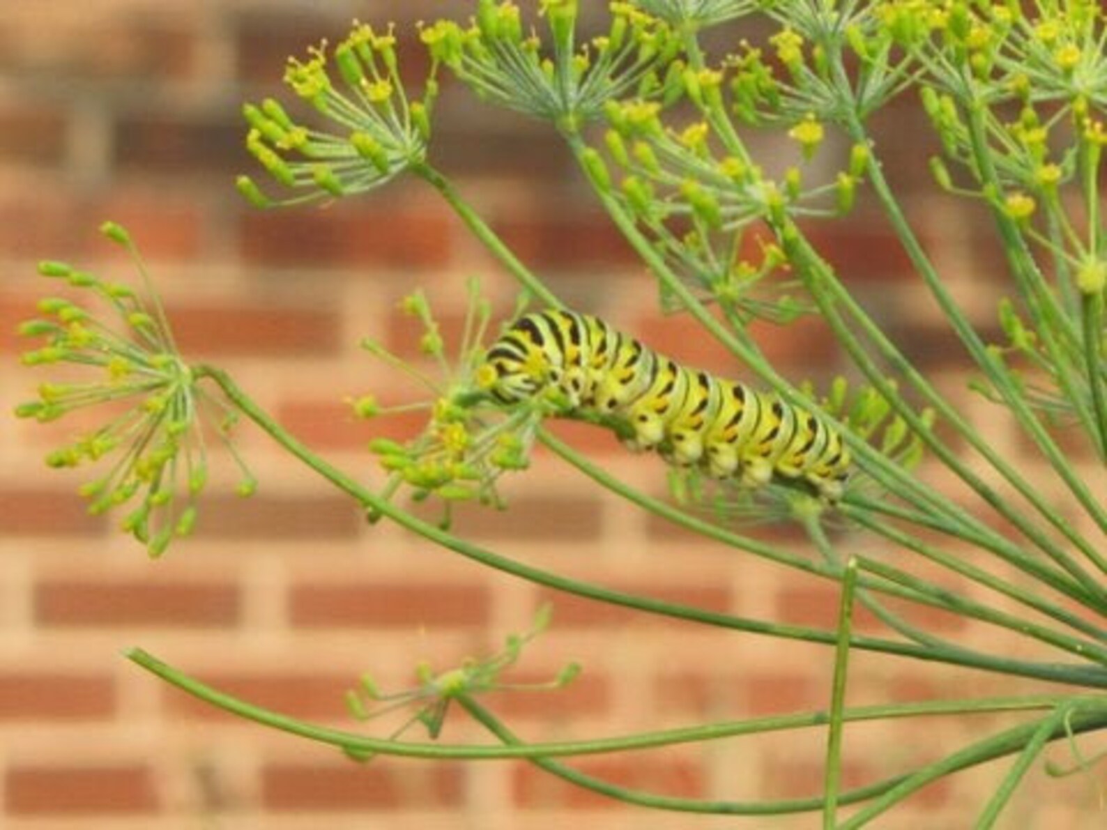 Dukat Dill Seeds Black Swallowtail Butterfly Host Plant Etsy