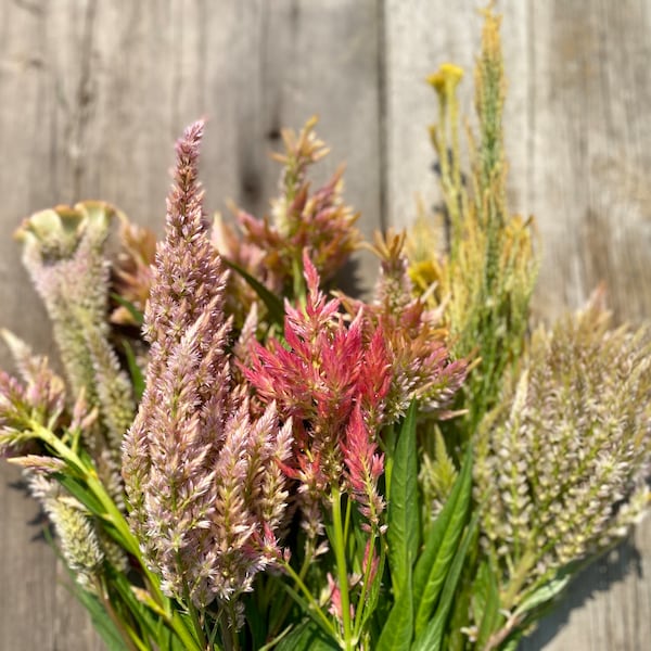 Pastel Celosia and Cockscomb Mix, 100 Open Pollinated Seeds