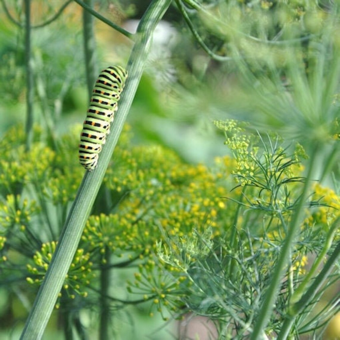 Bouquet Dill Seeds Black Swallowtail Butterfly Host Plant Etsy