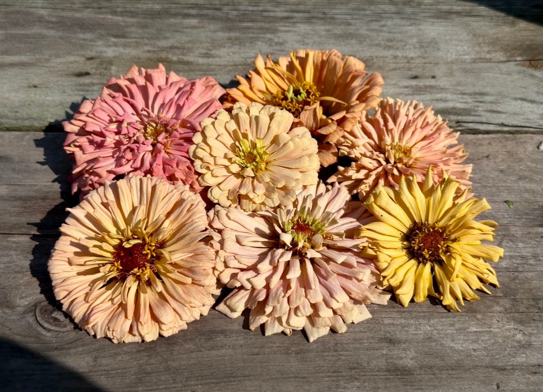 Blush Pastel Open Pollinated Zinnia Seeds, 25 Seeds Etsy