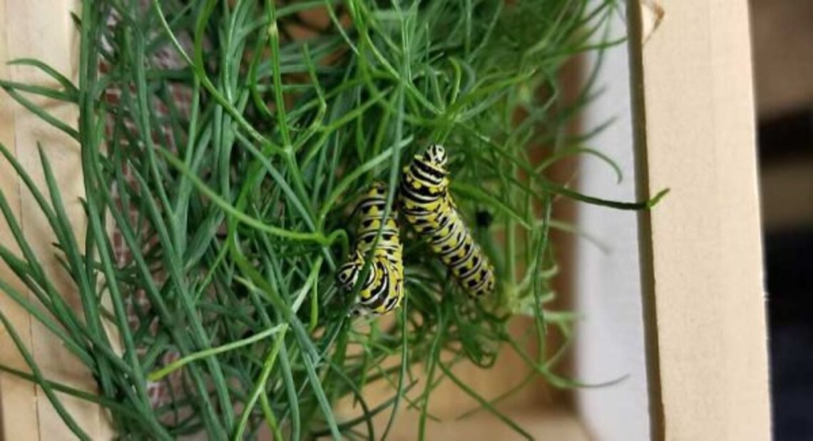 Bouquet Dill Seeds Black Swallowtail Butterfly Host Plant Etsy