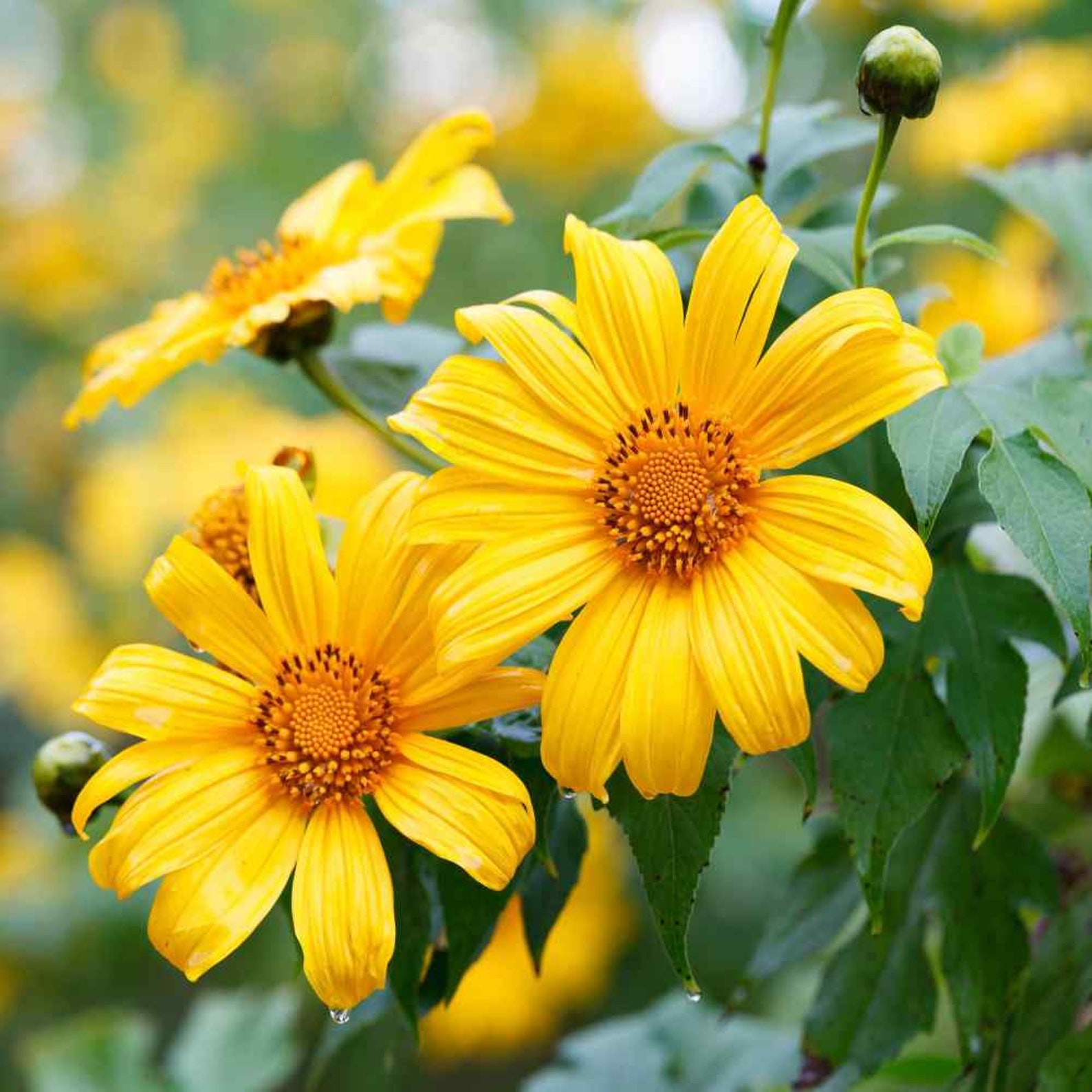 Yellow Mexican Sunflower Seeds Tithonia Seeds Nectar Source Etsy