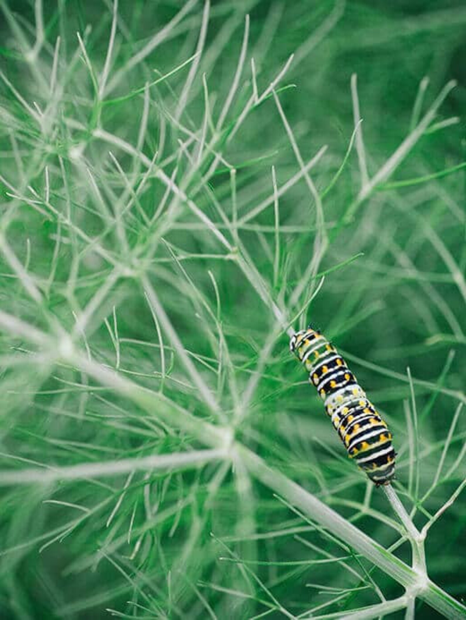 Florence Fennel Seeds, Black Swallowtail Butterfly Host Plant, 25 Seeds