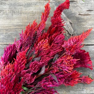 Autumn Blaze Celosia Seeds