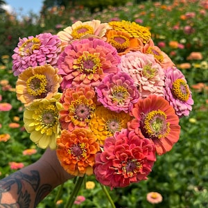 Open Pollinated Unicorn Zinnia Seeds, 25 seeds