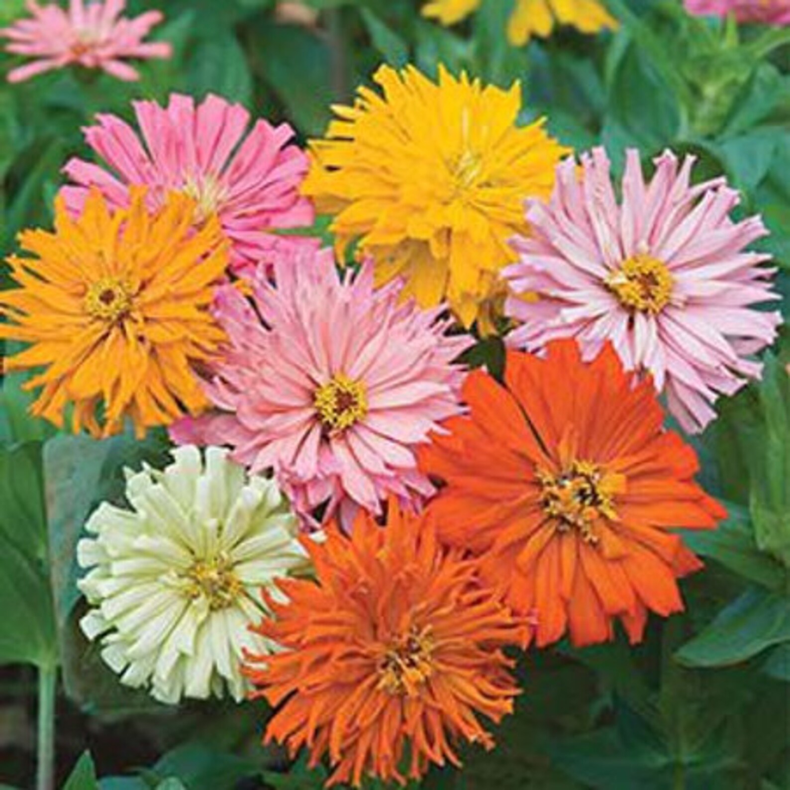 Giant Cactus Zinnia Mix Zinnia Seeds Nectar Source for Etsy