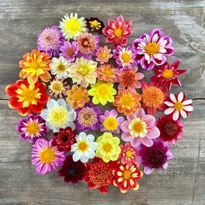 Collarette and Anemone Dahlia Seed Mix, 25 Seeds, Open Pollinated and Hand Collected from over 40 Varieties