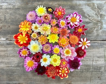 Collarette and Anemone Dahlia Seed Mix, 25 Seeds, Open Pollinated and Hand Collected from over 40 Varieties