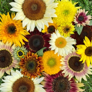 Dane Farms Sunflower Seed Mix - 50 seeds