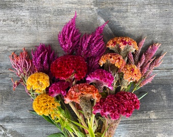 Bright Celosia and Cockscomb Mix, 100 Open Pollinated Seeds