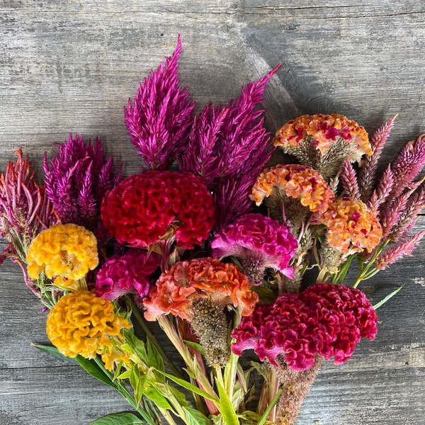 Bright Celosia and Cockscomb Mix, 100 Open Pollinated Seeds
