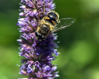 Purple Giant Hyssop, US Native Wildflower for Pollinator Gardening