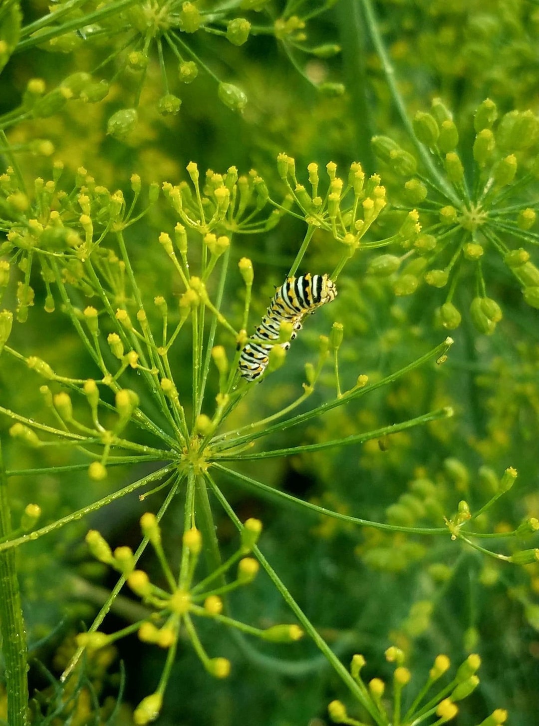 Dukat Dill Seeds, Black Swallowtail Butterfly Host Plant, 100 Seeds Etsy