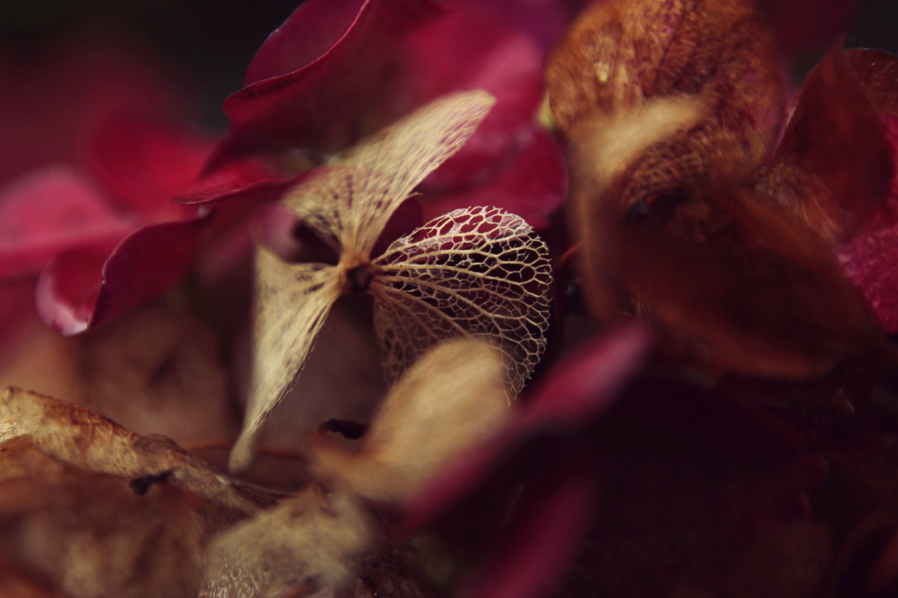 Tirage Photo - Hortensia