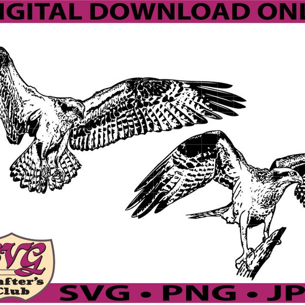 Bird Osprey Hawk SVG Design for Cricuts and Silhouettes