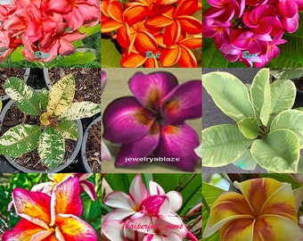 Plumeria /plants/