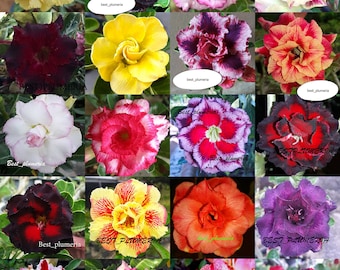 Adenium obesum "Mixed" 20 PIANTE INNESTATE Risparmia spazio