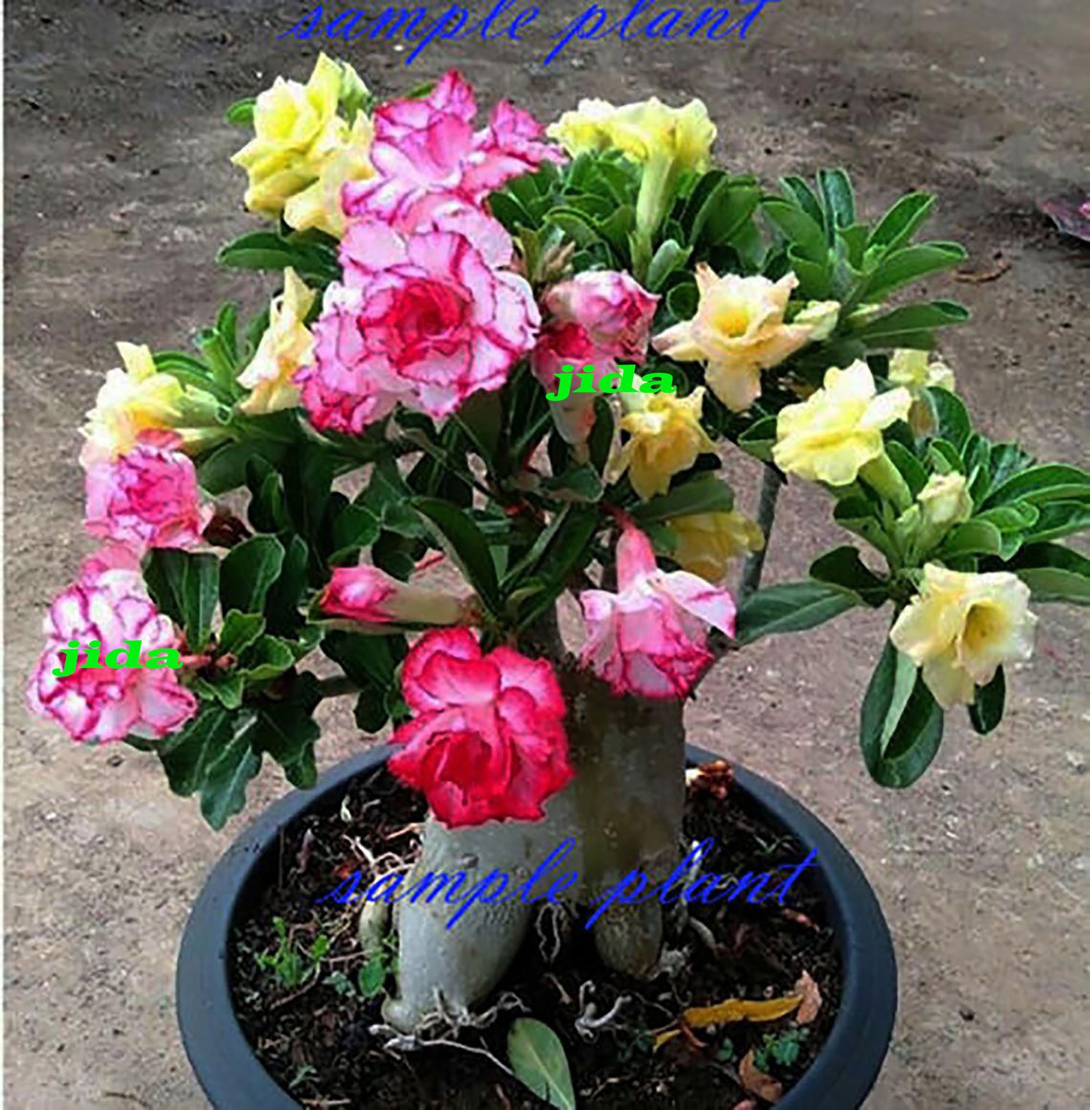 Adenium Desert ROSE 5 Colours in One GRAFTED PLANT in Pot 8 Inches Etsy