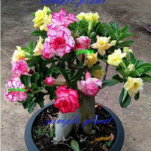 Adenium desert ROSE 5 colours in one GRAFTED PLANT in pot 8 inches