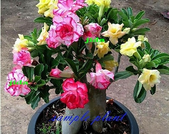 Adenium desert ROSE 5 colours in one GRAFTED PLANT in pot 8 inches