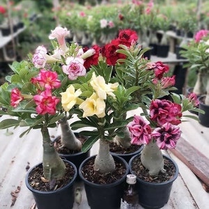 Adenium obesum Mixed 18 GRAFTED PLANTS Save Space image 7