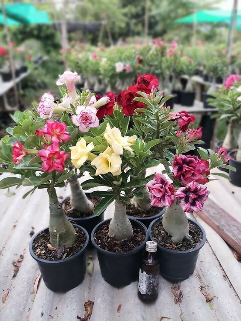 Adenium obesum Mixed 18 GRAFTED PLANTS Save Space image 7