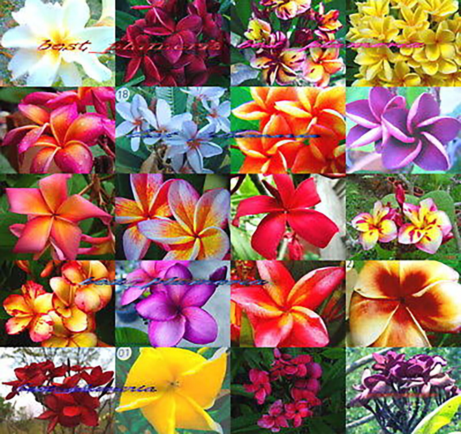 Plumeria Seeds/flowers/mx 500 Seeds Rare Etsy