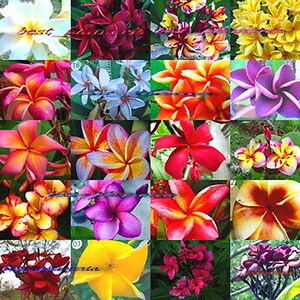 May include: A collage of colorful plumeria flowers in various shades of pink, yellow, orange, red, and purple. Some flowers have text on them. The flowers are arranged in a grid pattern, showcasing the diverse colors and shapes of the blooms.