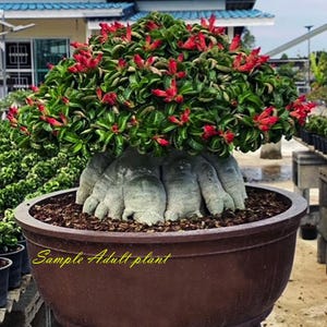 Adenium Dorset horn desert rose "DHA" 26 Seeds Rare Limited!!