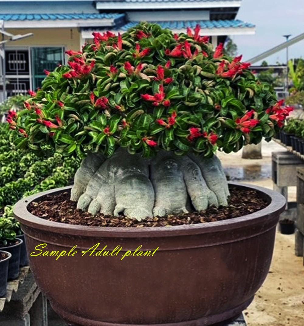 うぐたん Dorset Horn Adenium ＋V2ハックA 鉢植え うぐたん Dorset Horn Adenium ＋V2ハックA 鉢植え 極美/獅子葉