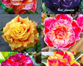 Nuovo Adenium obesum "Misto" 6 PIANTE INNESTATE Risparmia spazio