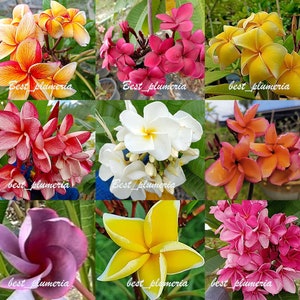 Plumeria /Plants/&quot; 9 Cutting&quot; / 10-12 inches Collect RARE