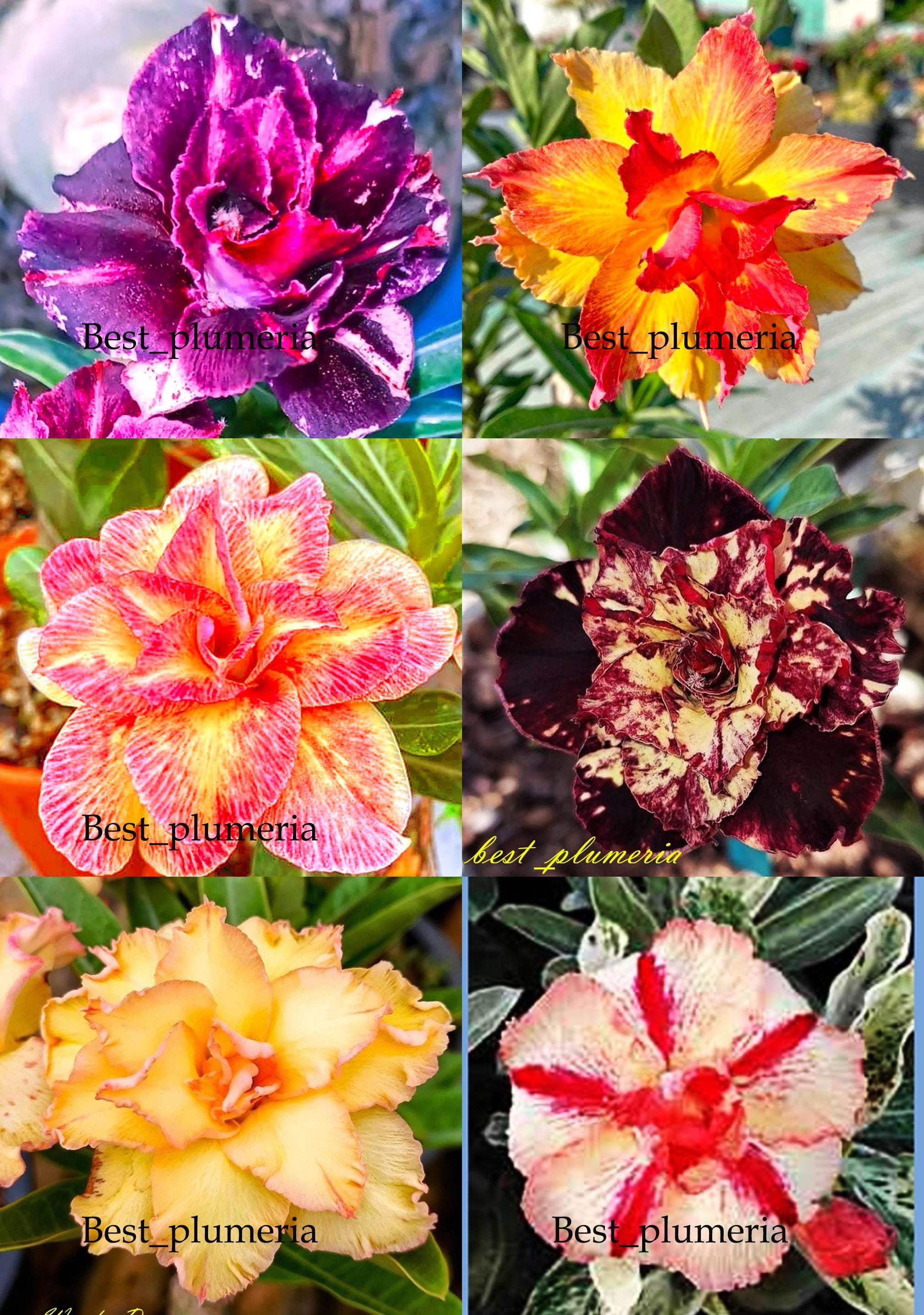 New! Adenium obesum "Mixed" 6 GRAFTED PLANTS Save Space