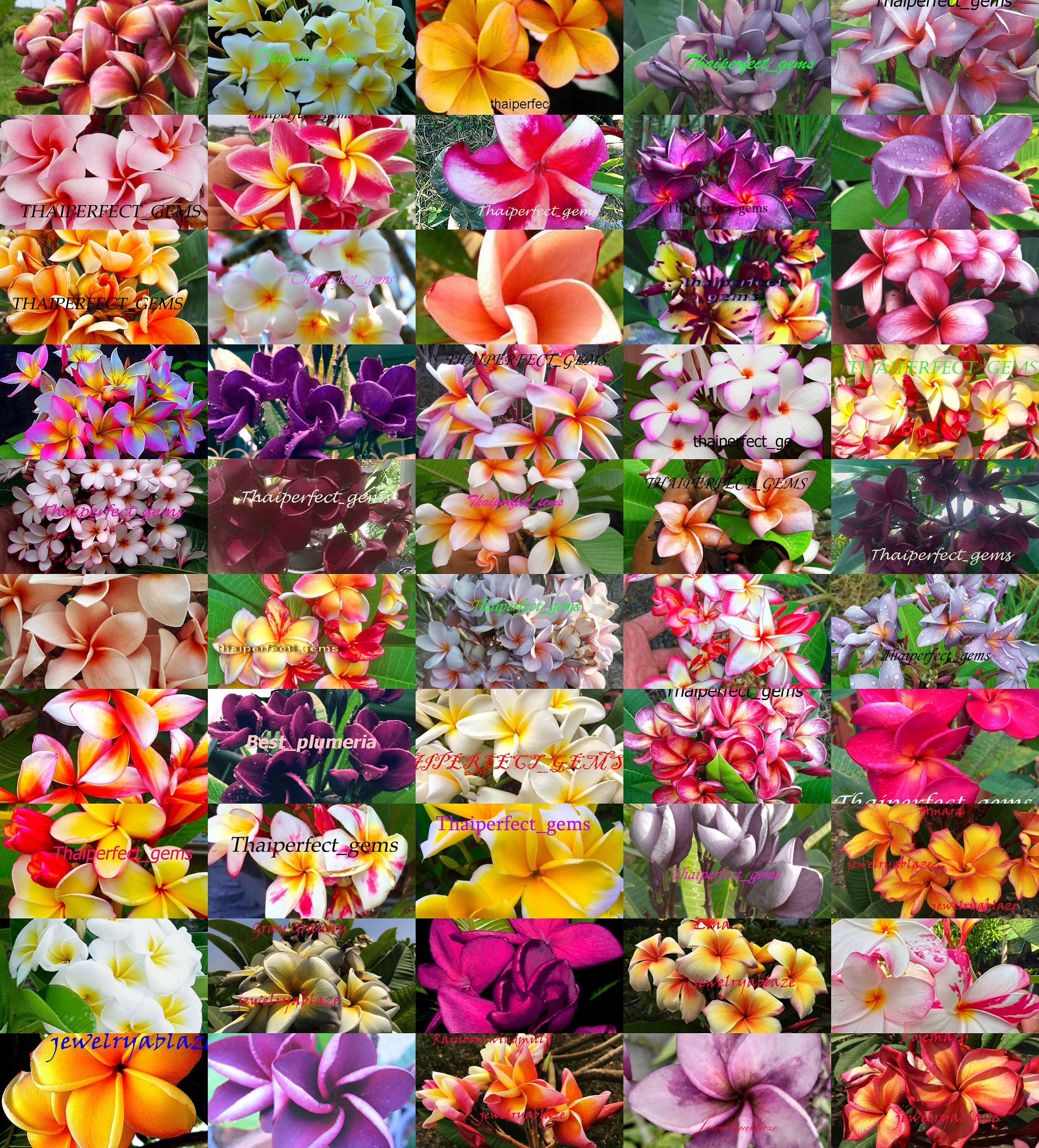 Plumeria Seeds/Flowers/MX 1,000 Seeds Rare free gift! - Etsy 日本
